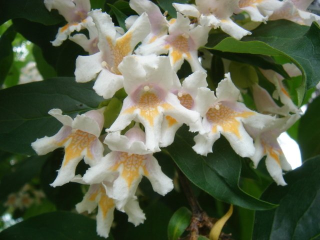 Dipelta floribunda